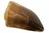 Fossil Mosasaur (Prognathodon) Tooth - Morocco #186528-1